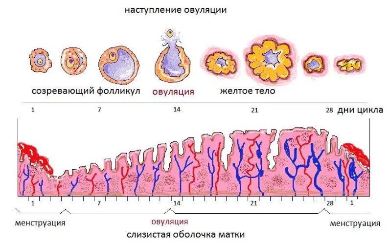 Признаки и симптомы овуляции у женщин. 4Pregnancy.Ru