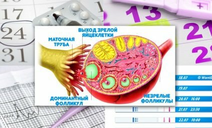 Можно ли забеременеть после овуляции - 4pregnancy.ru